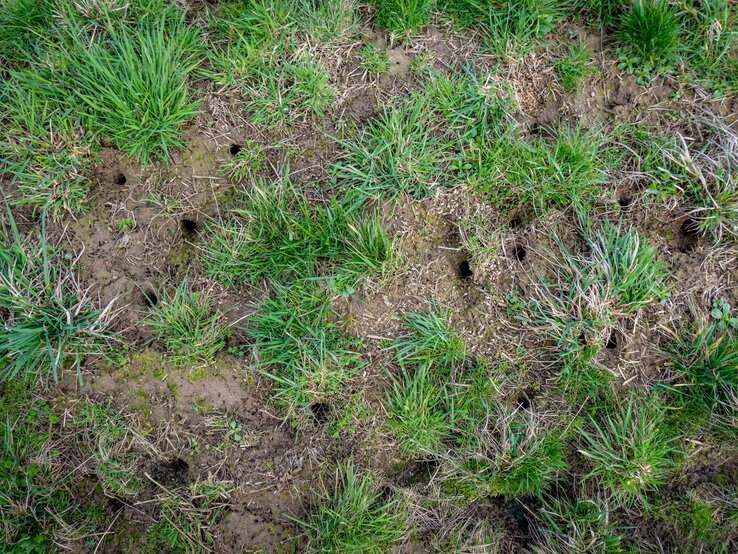 Kleine Löcher im Rasen Mit diesem Geräusch vertreibst du den Übeltäter